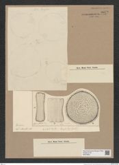 Stictodiscus sp. (de-Toni-Nr.: Genus 205) Zeichnungen Sammlung Grunow Nr. 9072 (NHMW-BOT-W0378822)